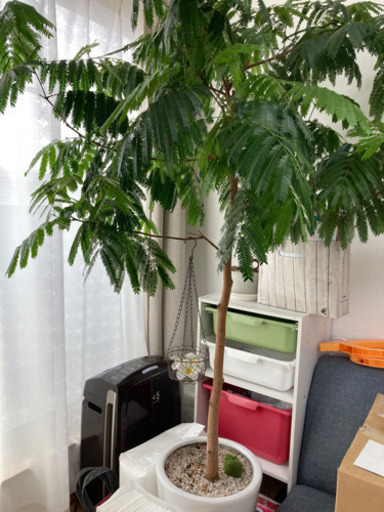 エバーフレッシュ（大） エバーフレッシュ（アカサヤネムノキ）(大鉢)の観葉植物レンタル 
