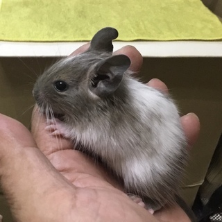 【けんぼの森】《デグー》ブルースーパーパイド♂1匹デビュー❗️※...