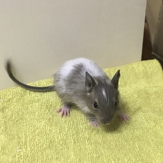 【けんぼの森】《デグー》ブルースーパーパイド♂1匹デビュー❗️※白毛多目　18,000円（税込）➡︎値下げしました　15,000円（税込）＋USスーパープレミアムチモシー3kgプレゼント❗️ - 相模原市