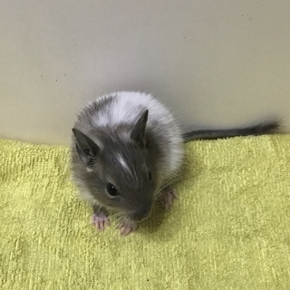 【けんぼの森】《デグー》ブルースーパーパイド♂1匹デビュー❗️※白毛多目　18,000円（税込）➡︎値下げしました　15,000円（税込）＋USスーパープレミアムチモシー3kgプレゼント❗️ - ペット