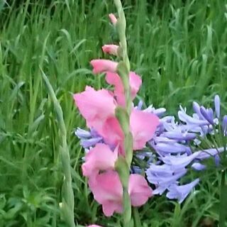 全国どこでもzoomスピリチュアル友達募集🌟(女性限定)