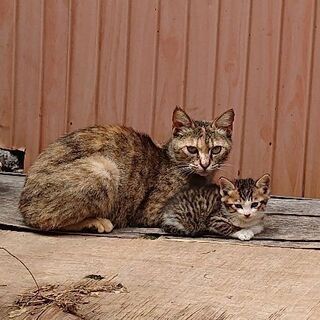 子猫、もらってください。