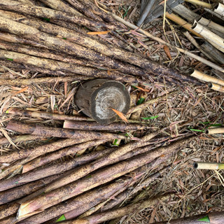一旦受付中止です　:タケノコ　真竹　アクが無く食味好し