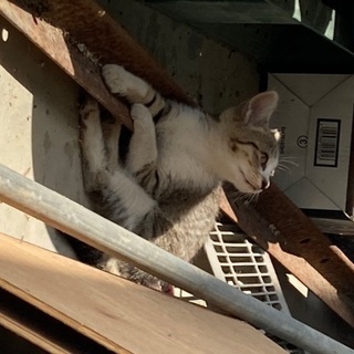 とても人懐こいサバ白の子猫です。6/14まで