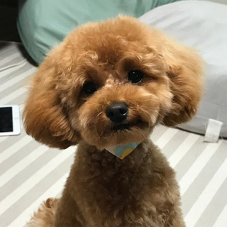 ☆一時停止中☆の画像