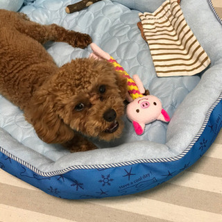 ☆一時停止中☆ - 犬