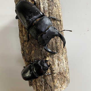 オオクワガタ能勢YGの幼虫3頭の画像