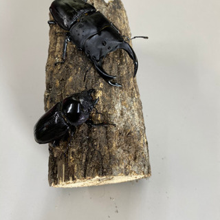 オオクワガタ能勢YGの幼虫3頭の画像