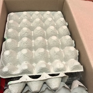 デュビア売ってください。