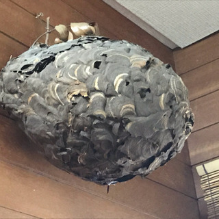 スズメバチの巣 