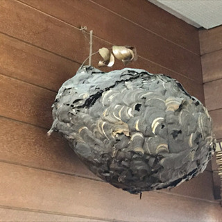 スズメバチの巣 の画像