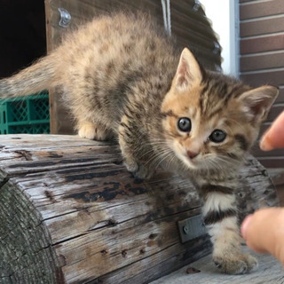 子猫 