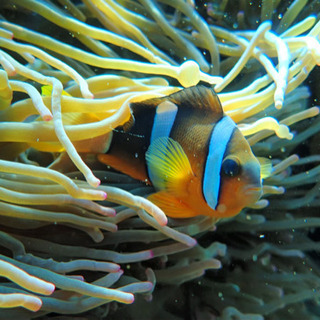 ダイビング仲間募集🐠🐠🐠 - 友達