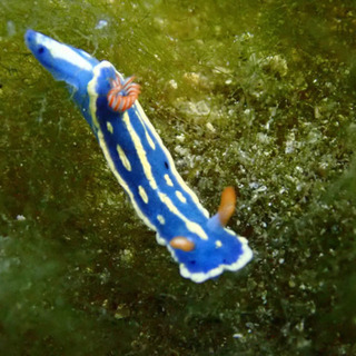 ダイビング仲間募集🐠🐠🐠 - 江東区