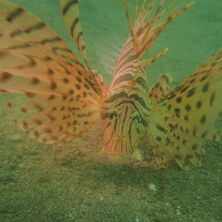 ダイビング仲間募集🐠🐠🐠