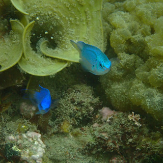 ダイビング仲間募集🐠🐠🐠 − 東京都