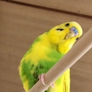 島原市でセキセイインコが迷子になりました。