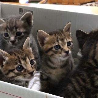 ☆5／11生まれの子猫と母猫の里親募集☆