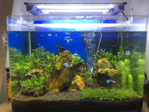 熱帯魚水槽セットと生体