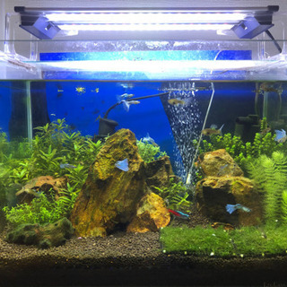 熱帯魚水槽セットと生体