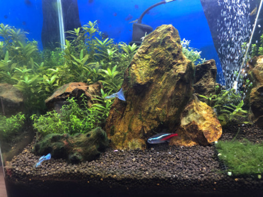 熱帯魚水槽セットと生体