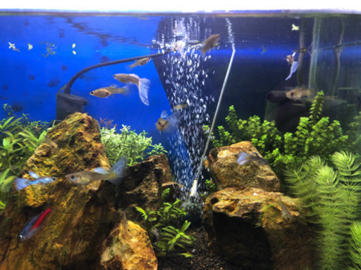 熱帯魚水槽セットと生体