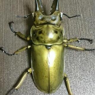 ババオウゴンオニクワガタ 使用済みペア
