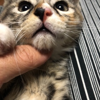 4月6日産まれの子猫ちゃんです。