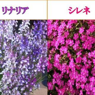 リナリア（姫金魚草）の種200粒とシレネ・ピンクパンサーの種100粒