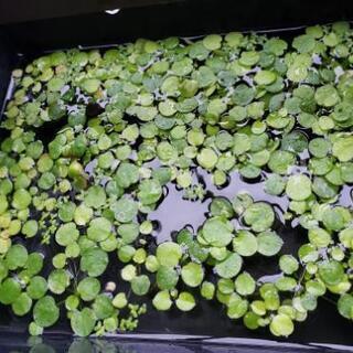 浮き草