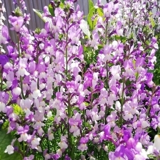 花の種・リナリア（姫金魚草）300粒以上