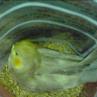 オカメインコ好きさんのお友だち募集