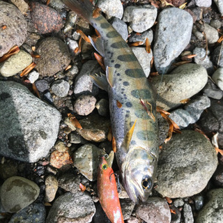 渓流 渓流釣り 群馬 釣りしませんか？ - 高崎市