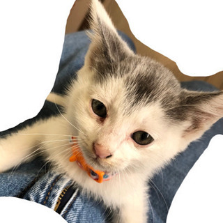 前髪が可愛い子猫♪