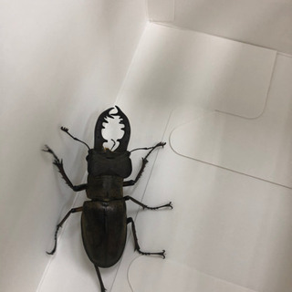 ミヤマクワガタの画像