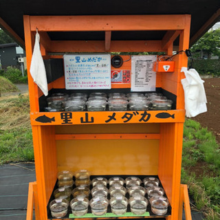 里山メダカ めだか販売所 夜桜 黒ラメ 白天晴 黒鱗 朱赤楊貴妃...