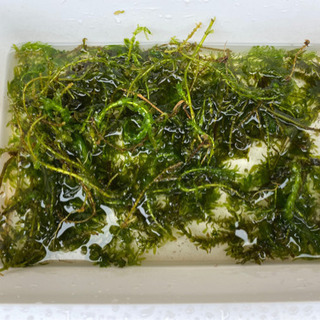 ①早い者勝ち水草まとめ売り。