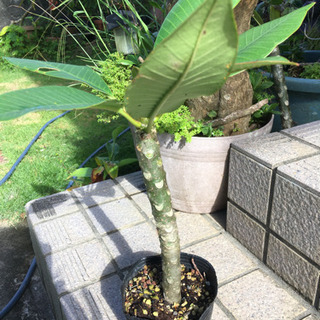 ♦️Hawaii プルメリア  の苗♦️
