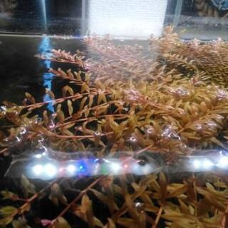 【再開】ロタラインディカ　譲りますの画像