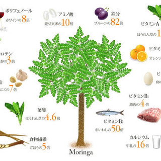 🌳「奇跡の木」モリンガ 実生苗 の画像