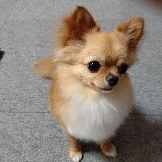 とても小さいチワワ１歳