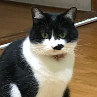 猫友達募集