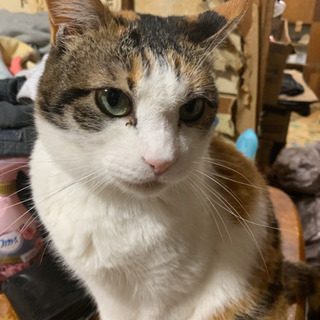 人が大好きな成猫