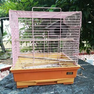 小鳥小屋