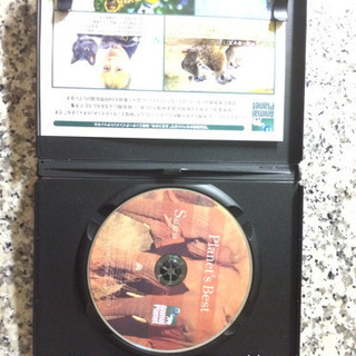 アニマル・プラネット ベスト盤「サファリ編」（DVD）の画像