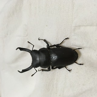 コクワガタ　ペア