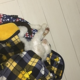 里親募集！！ - 猫