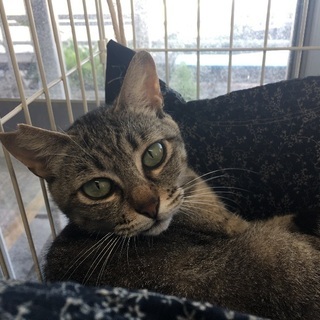 近隣住民に虐待されていた猫😢