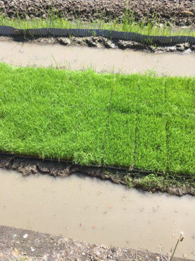 玄米30kg ヒノヒカリ