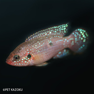 熱帯魚・シクリッド　レッツドジュエル「5匹」